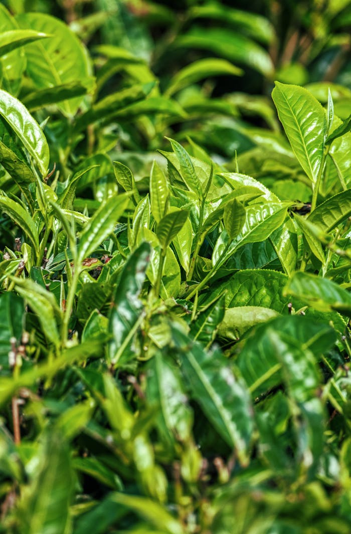 High angle textured lush leaves of tea plant growing on field on sunny day in countryside